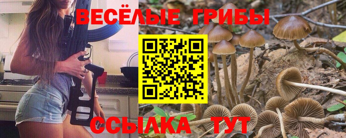 Псилоцибиновые грибы Psilocybine cubensis Сухой Лог